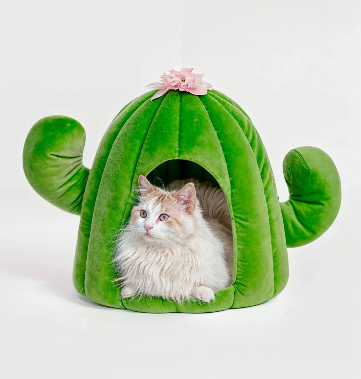 The Captus Pet Bed
